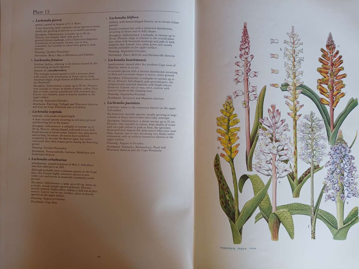 Spring and Winter Flowering Bulbs of the Cape