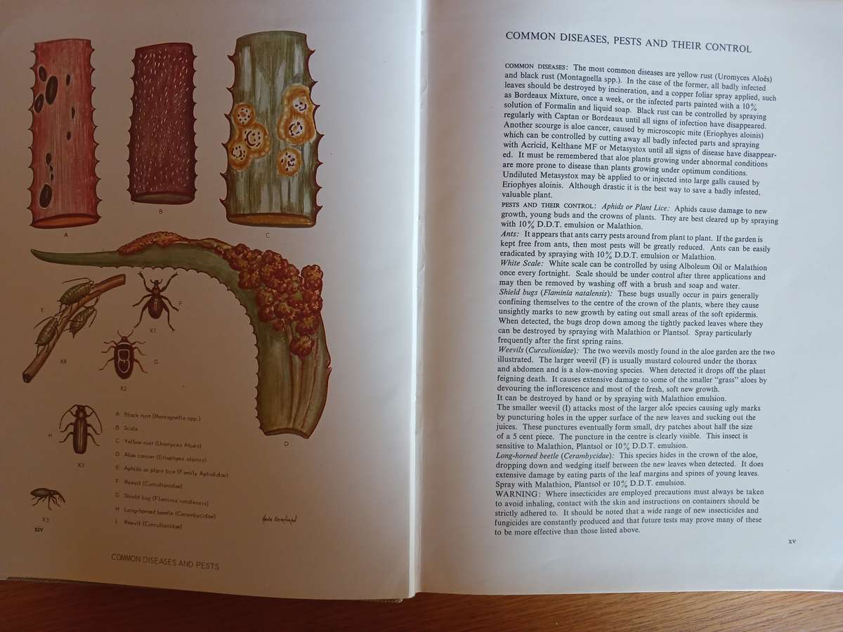 Aloes of the South African Veld