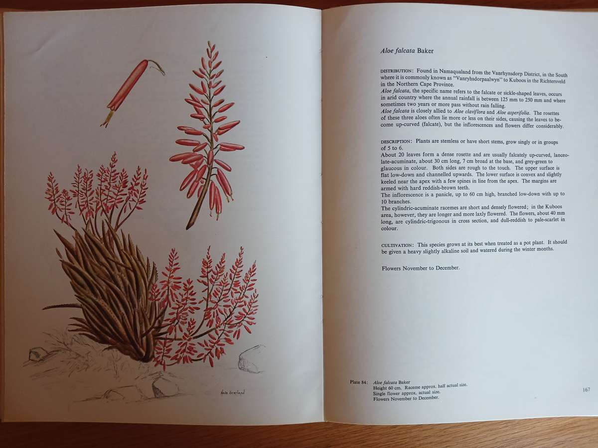 Aloes of the South African Veld