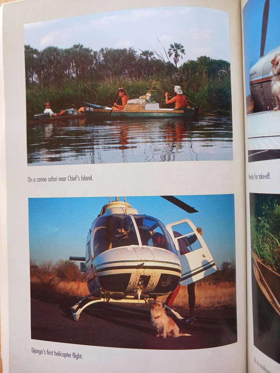 Django - The small dog with the big heart