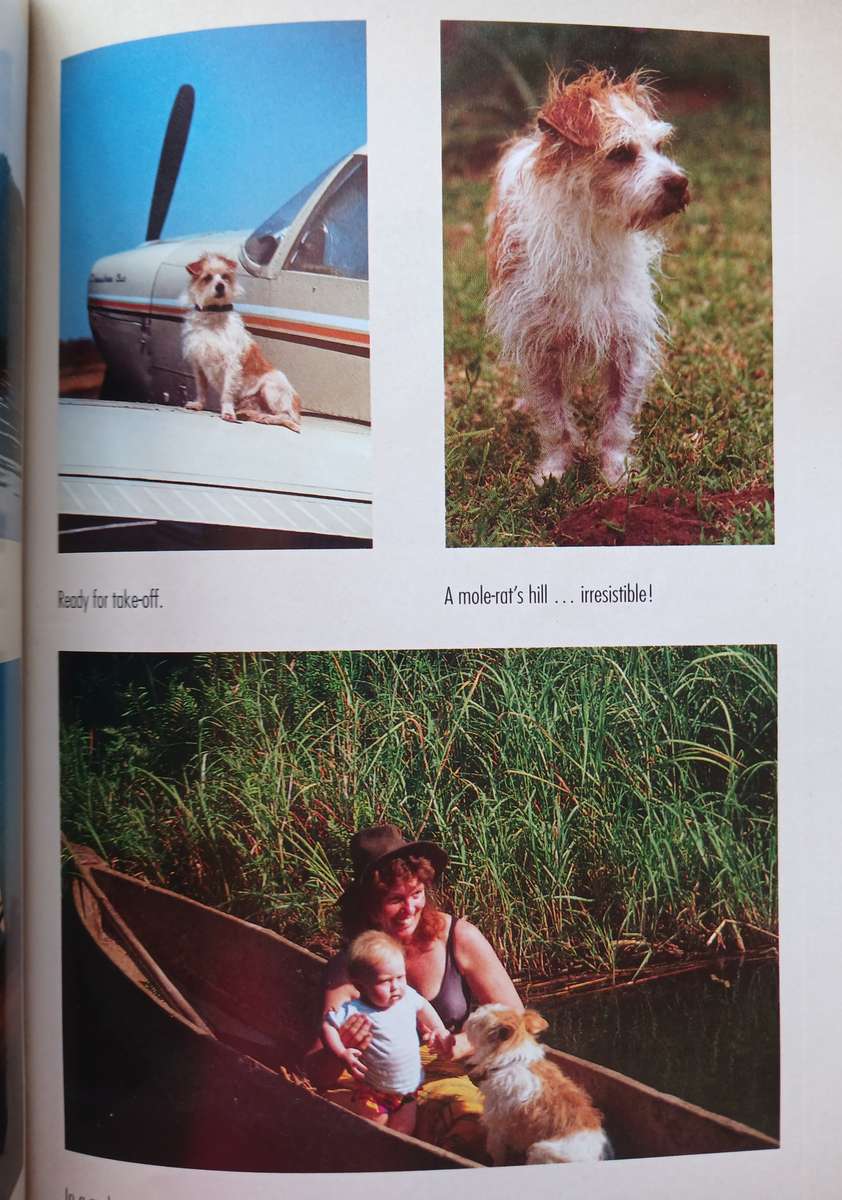 Django - The small dog with the big heart