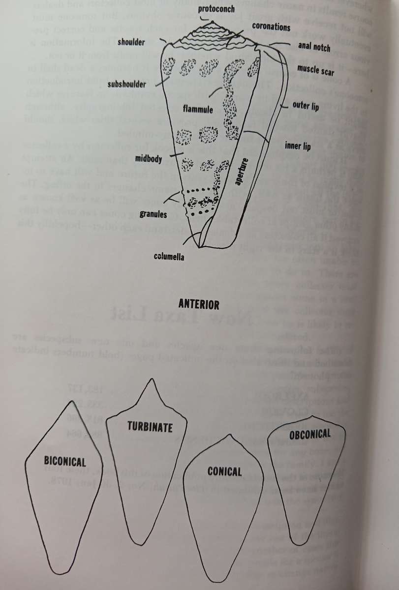 Cone Shells - A synopsis of the living Conidae