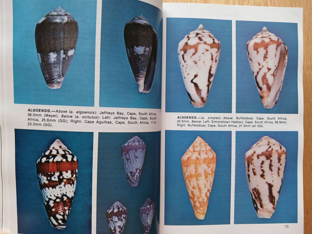 Cone Shells - A synopsis of the living Conidae