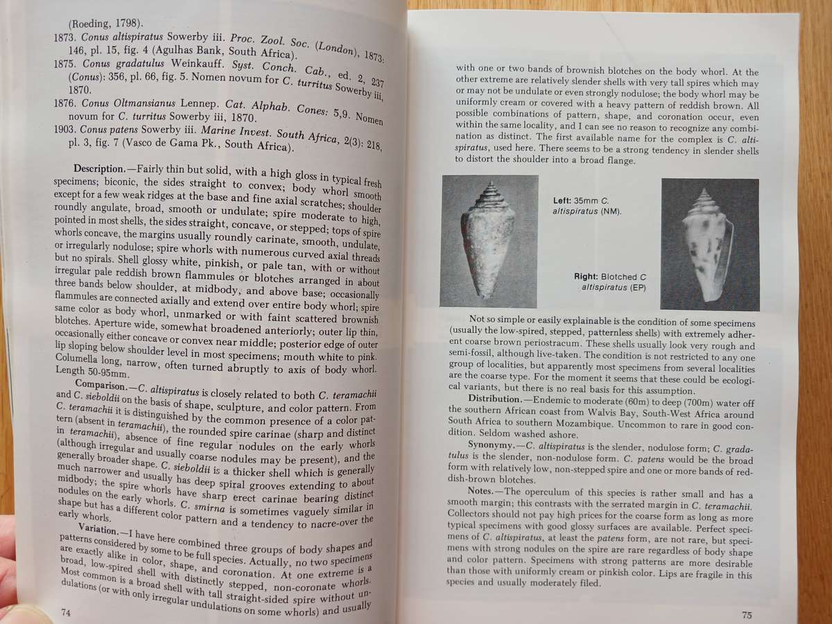 Cone Shells - A synopsis of the living Conidae