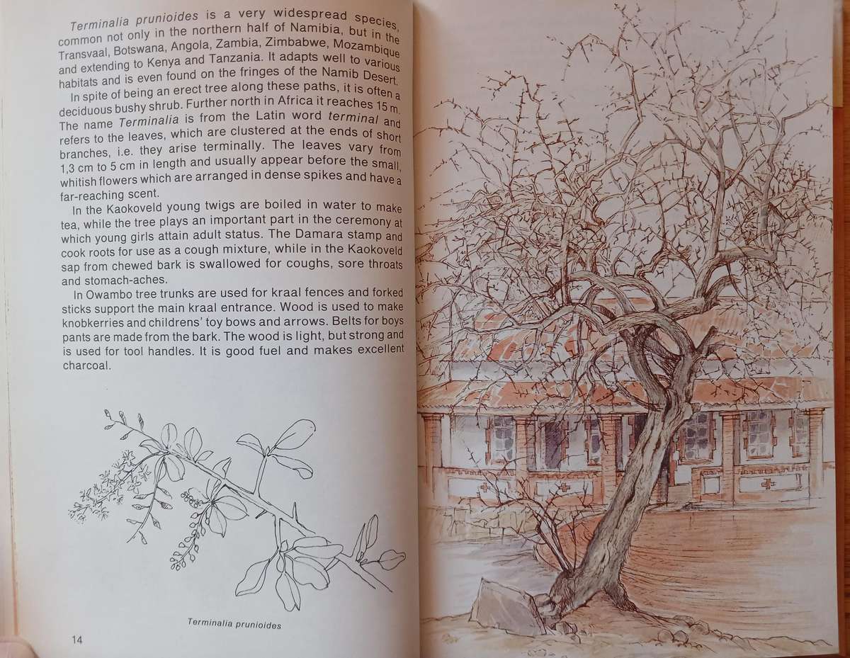 Waterberg Flora - Footpaths in and around the camp