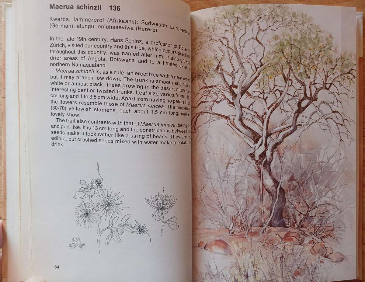 Waterberg Flora - Footpaths in and around the camp