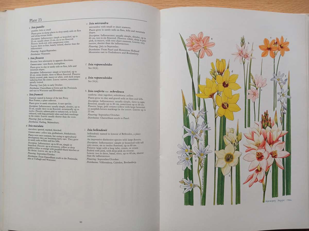 Spring and Winter Flowering Bulbs of the Cape