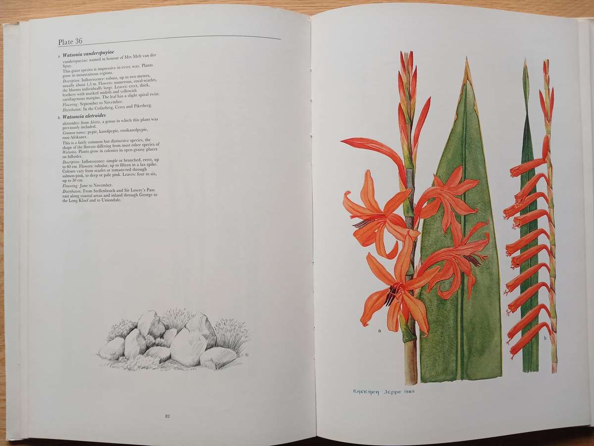 Spring and Winter Flowering Bulbs of the Cape