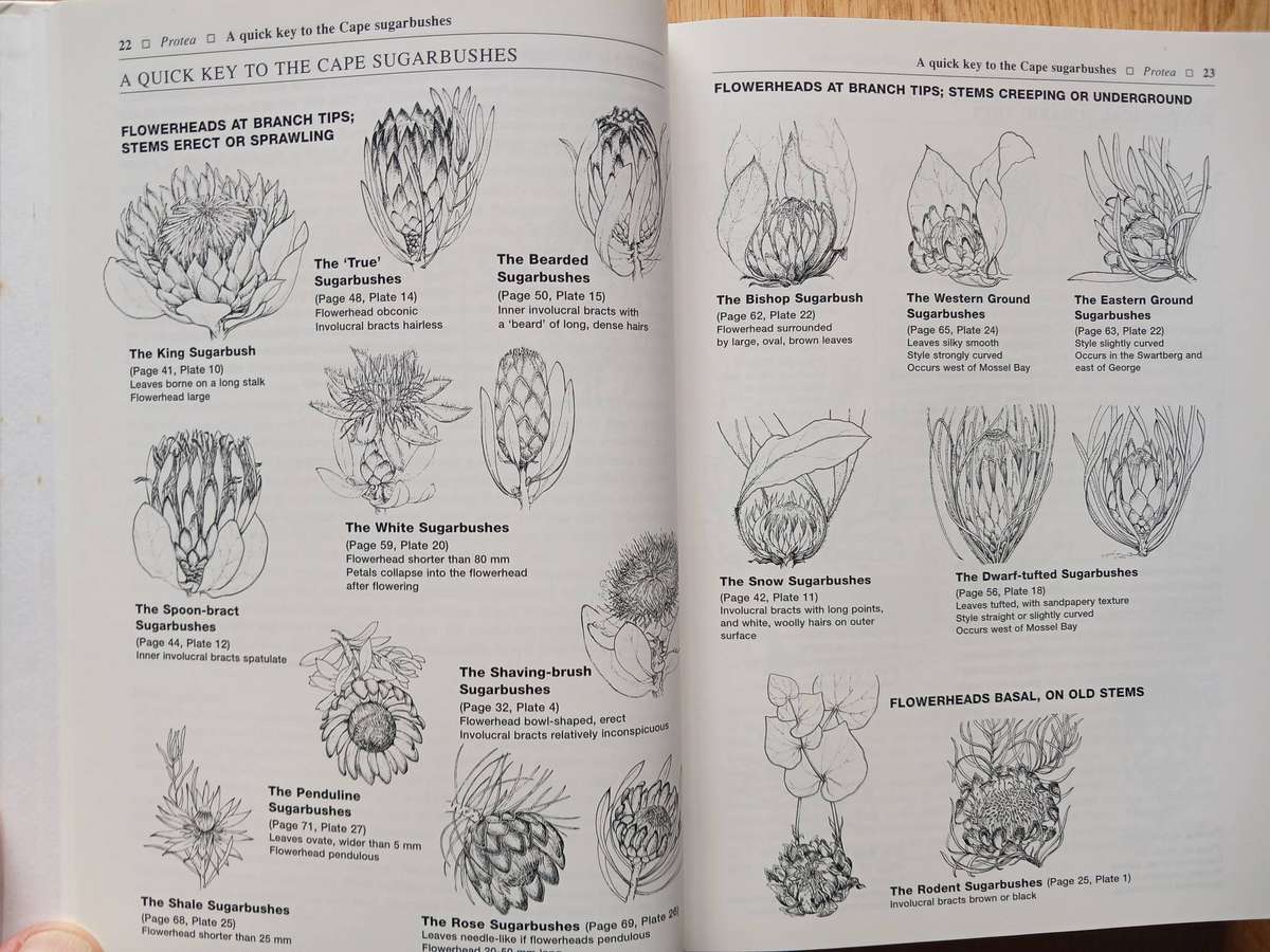 Proteas - A field guide to the Proteas of Southern Africa