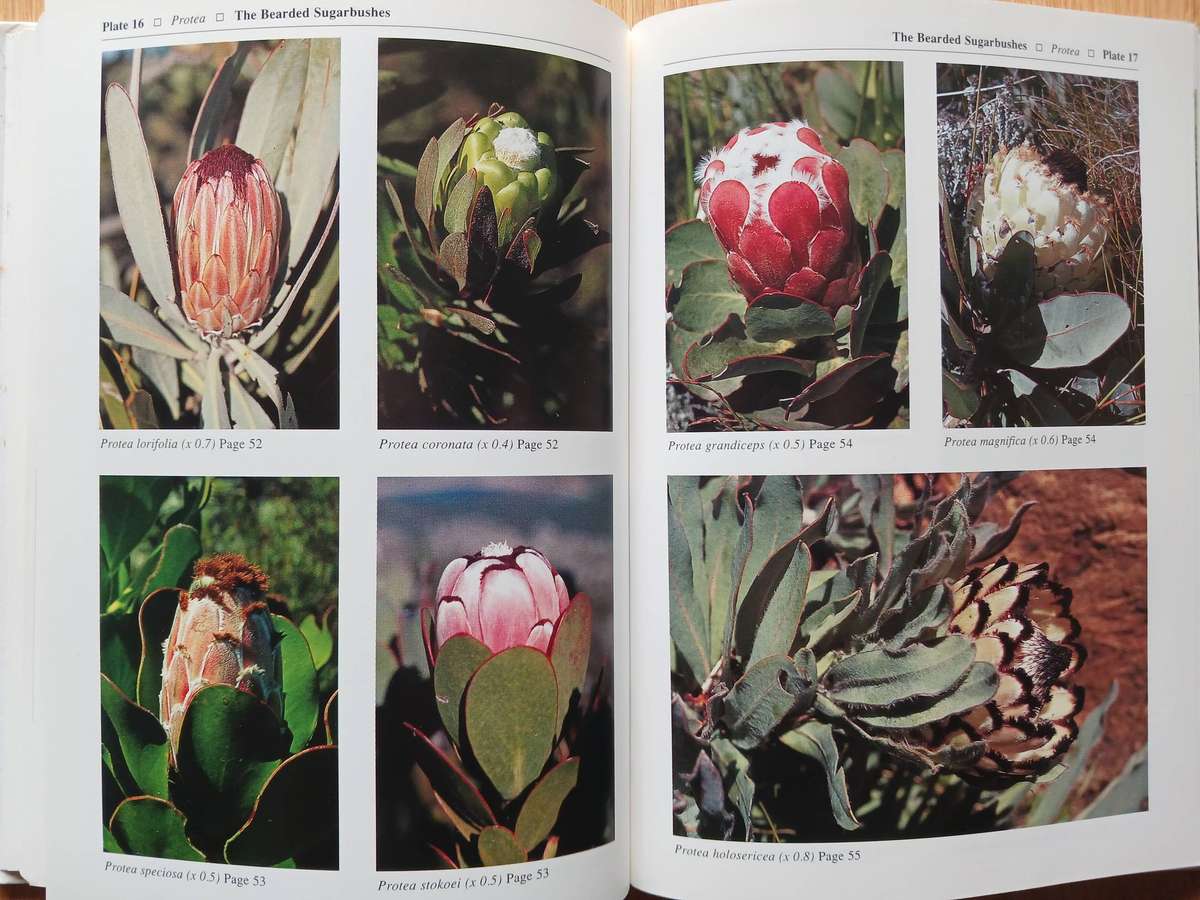 Proteas - A field guide to the Proteas of Southern Africa