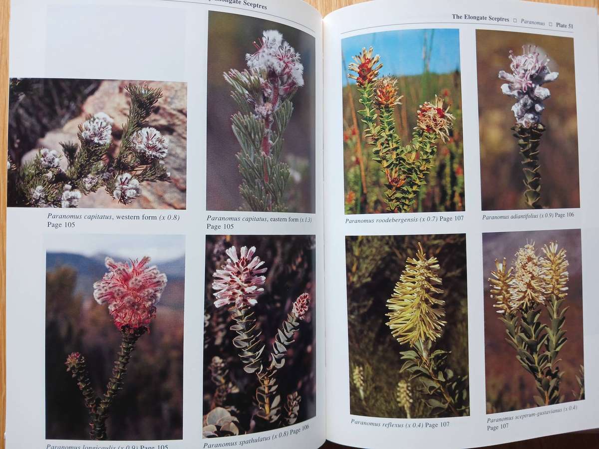 Proteas - A field guide to the Proteas of Southern Africa