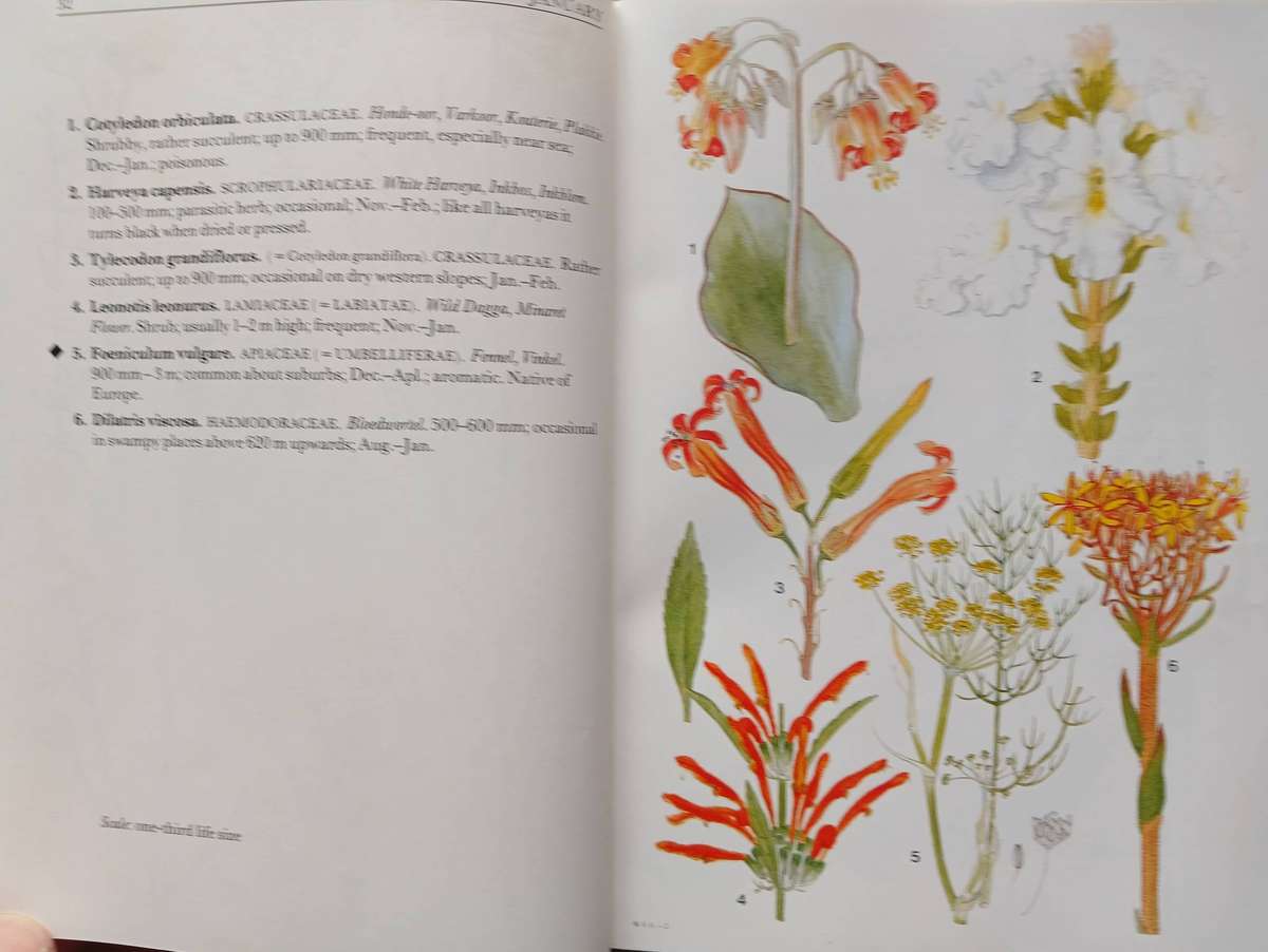 Cape Peninsula - South African Wild Flower Guide 3