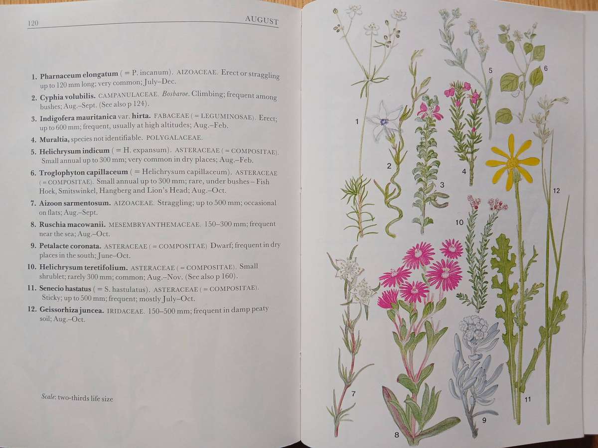 Cape Peninsula - South African Wild Flower Guide 3