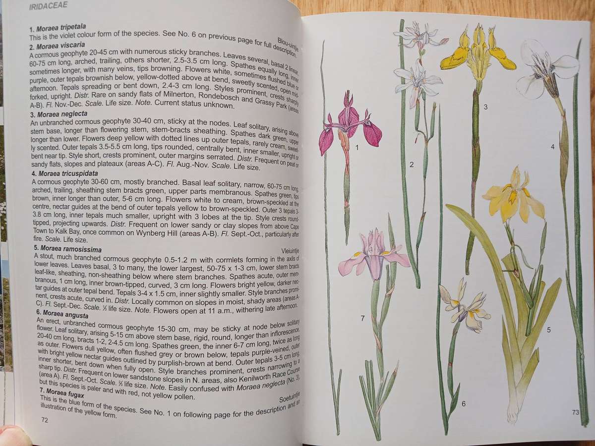 Wild Flowers of the Table Mountain National Park