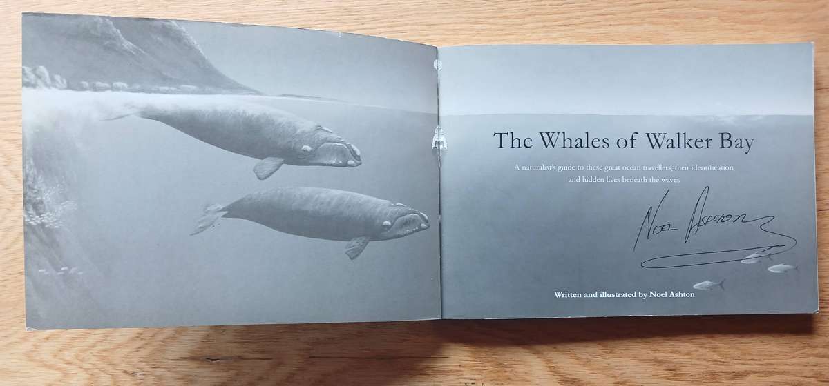 The Whales of Walker Bay