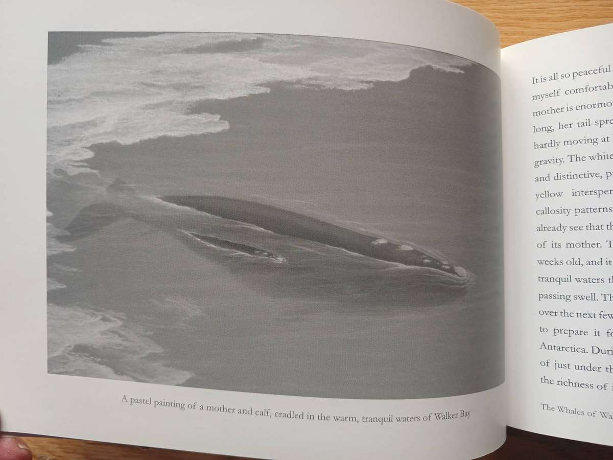 The Whales of Walker Bay