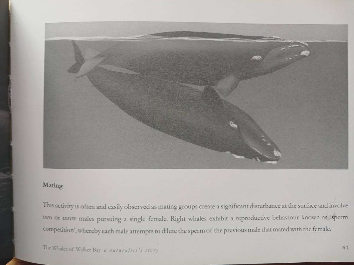 The Whales of Walker Bay