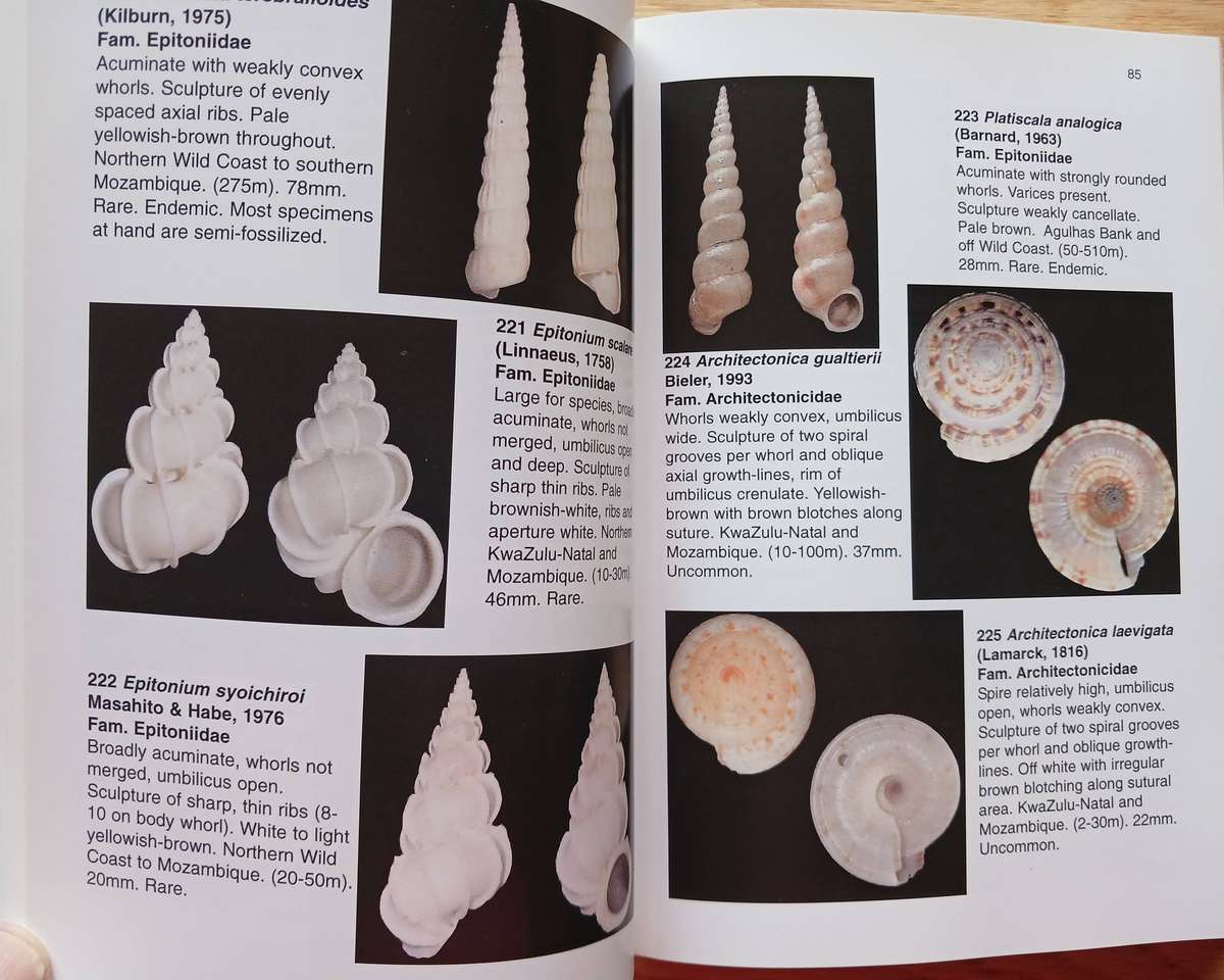 Offshore Shells of Southern Africa - A pictorial guide to more than 750 gastropods