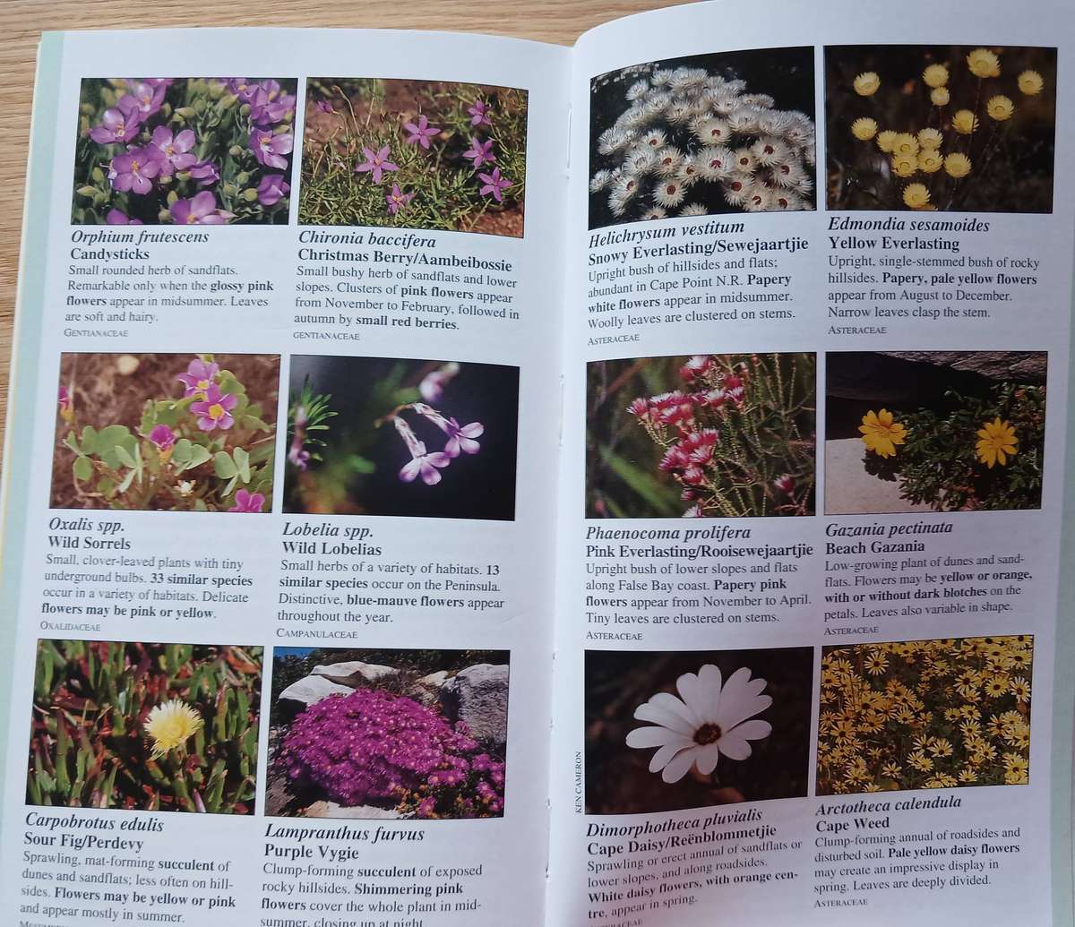 Wildlife of the Cape Peninsula - Common Animals and Plants