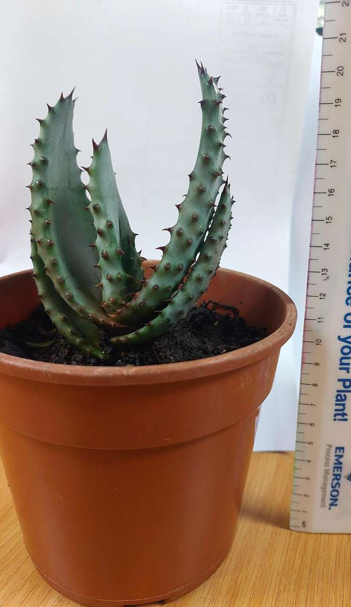 Aloe Marlothii