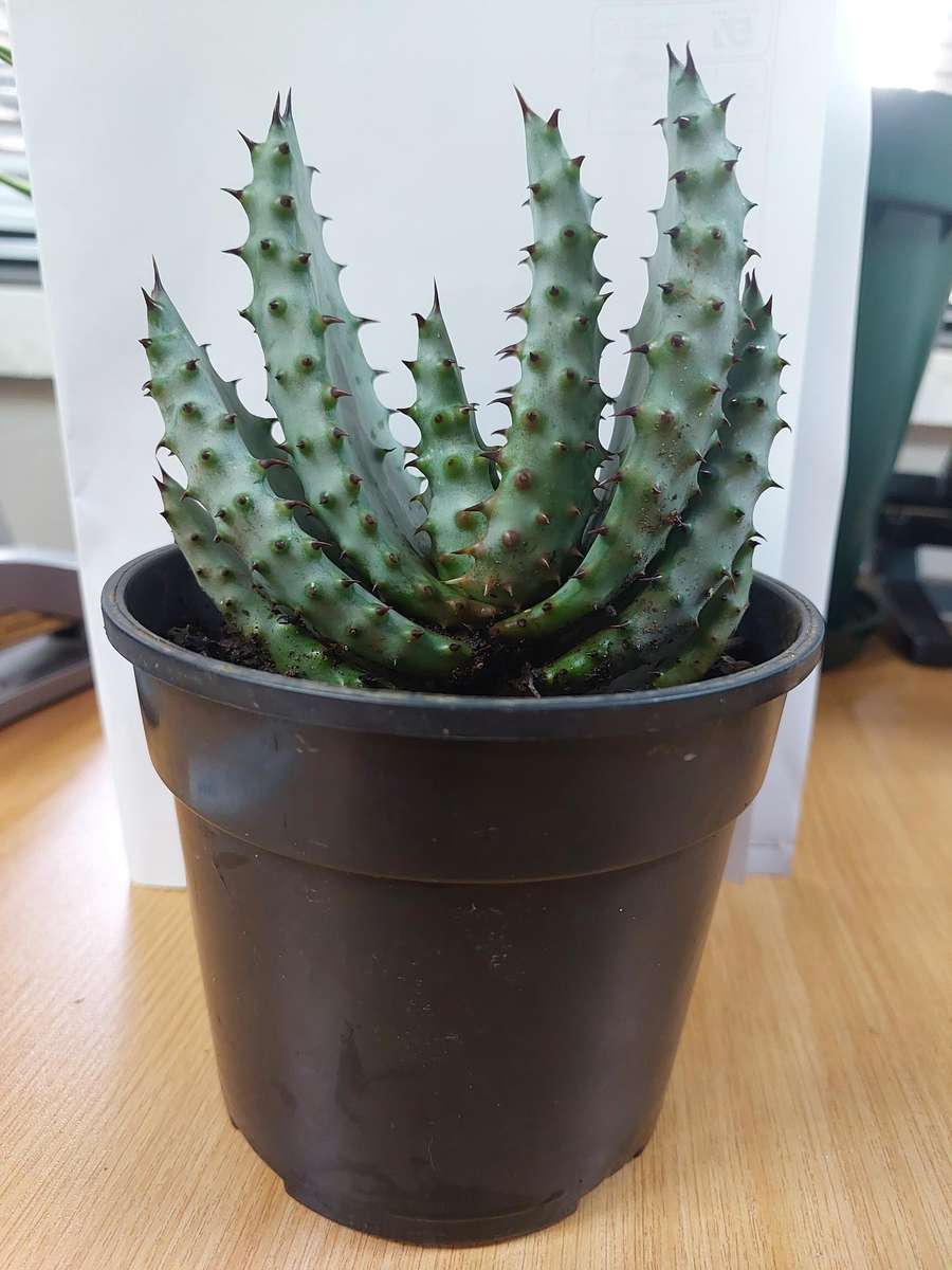 Aloe Marlothii