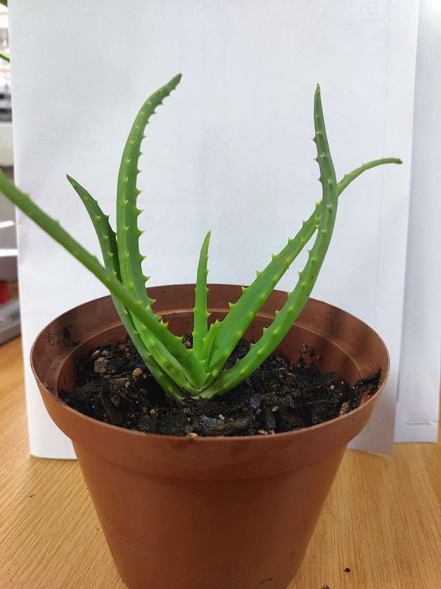 Aloe Africana
