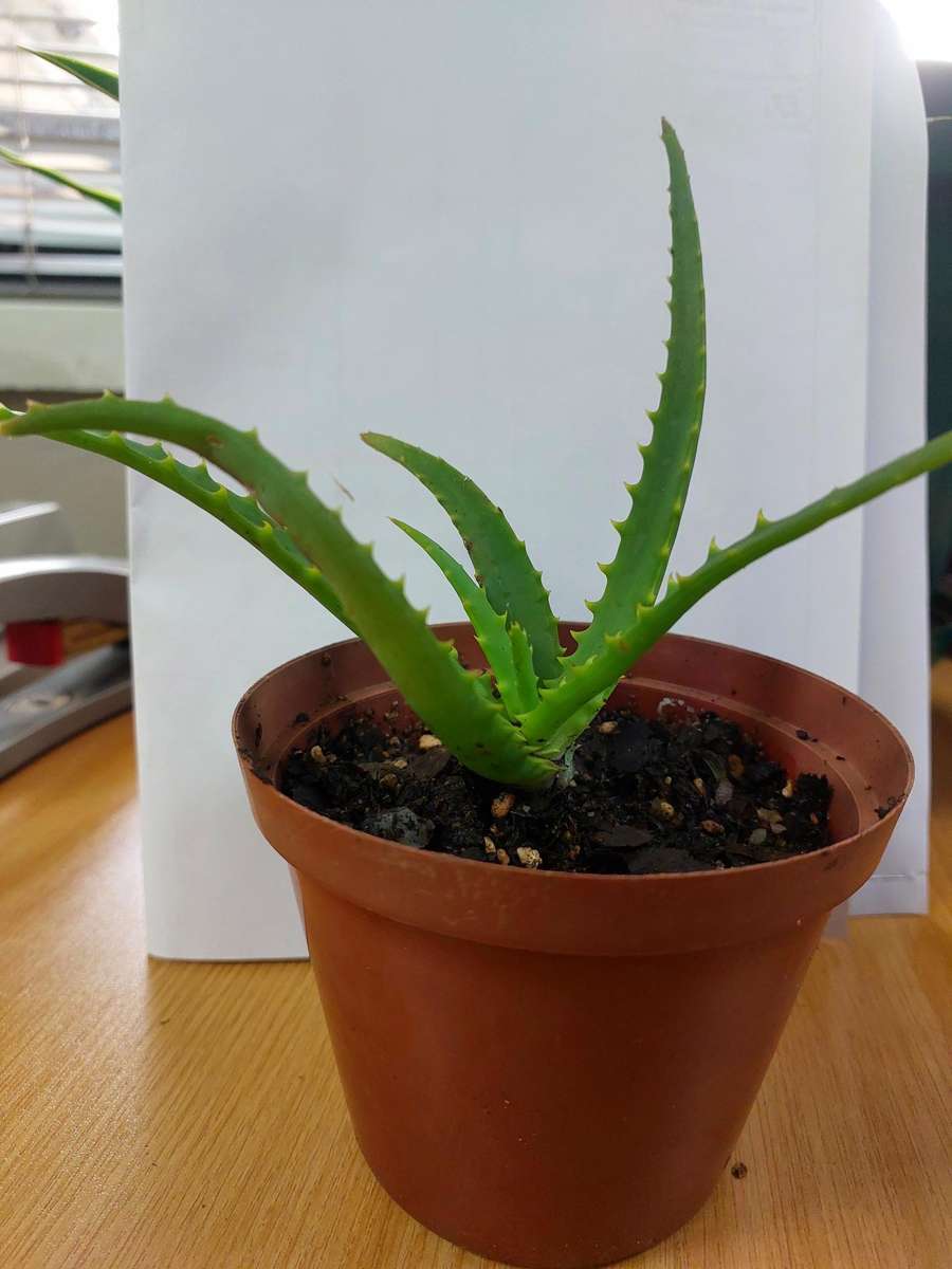 Aloe Africana