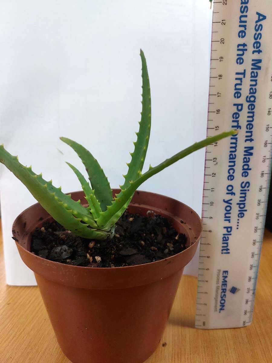 Aloe Africana