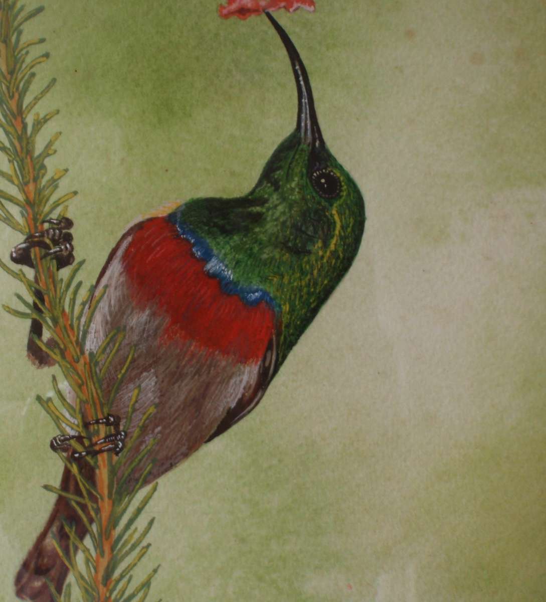 Beautiful wild bird, original watercolour painting. Signed and dated. Well framed ready to hang.