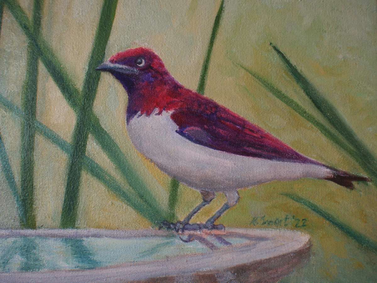 Original bird painting Violet Backed Starling on birdbath.  Oil on canvas, signed by the artist.
