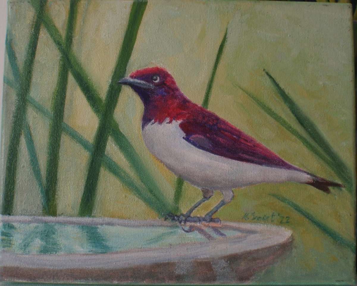 Original bird painting Violet Backed Starling on birdbath.  Oil on canvas, signed by the artist.