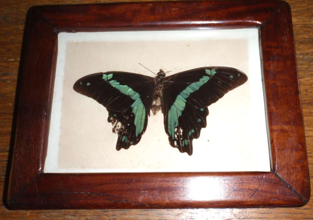 Vintage, 2 Butterflies in frames. Repurposed Rhodesian teak (railroad sleepers) frames. Collectors