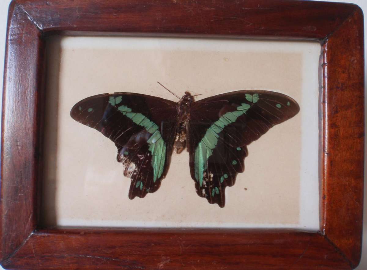 Vintage, 2 Butterflies in frames. Repurposed Rhodesian teak (railroad sleepers) frames. Collectors