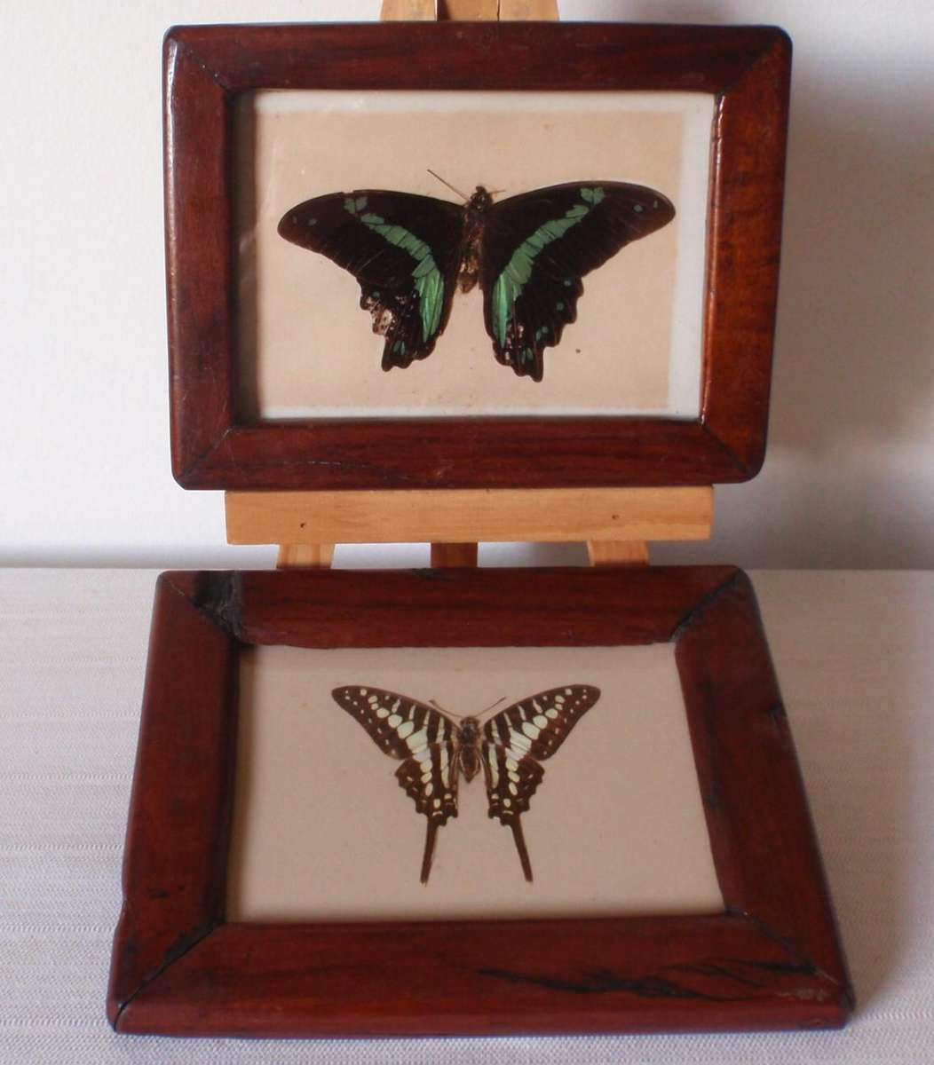 Vintage, 2 Butterflies in frames. Repurposed Rhodesian teak (railroad sleepers) frames. Collectors