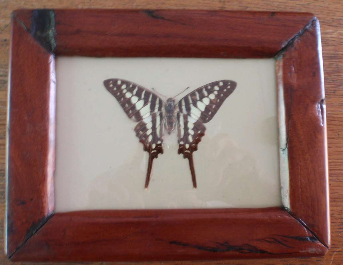 Vintage, 2 Butterflies in frames. Repurposed Rhodesian teak (railroad sleepers) frames. Collectors