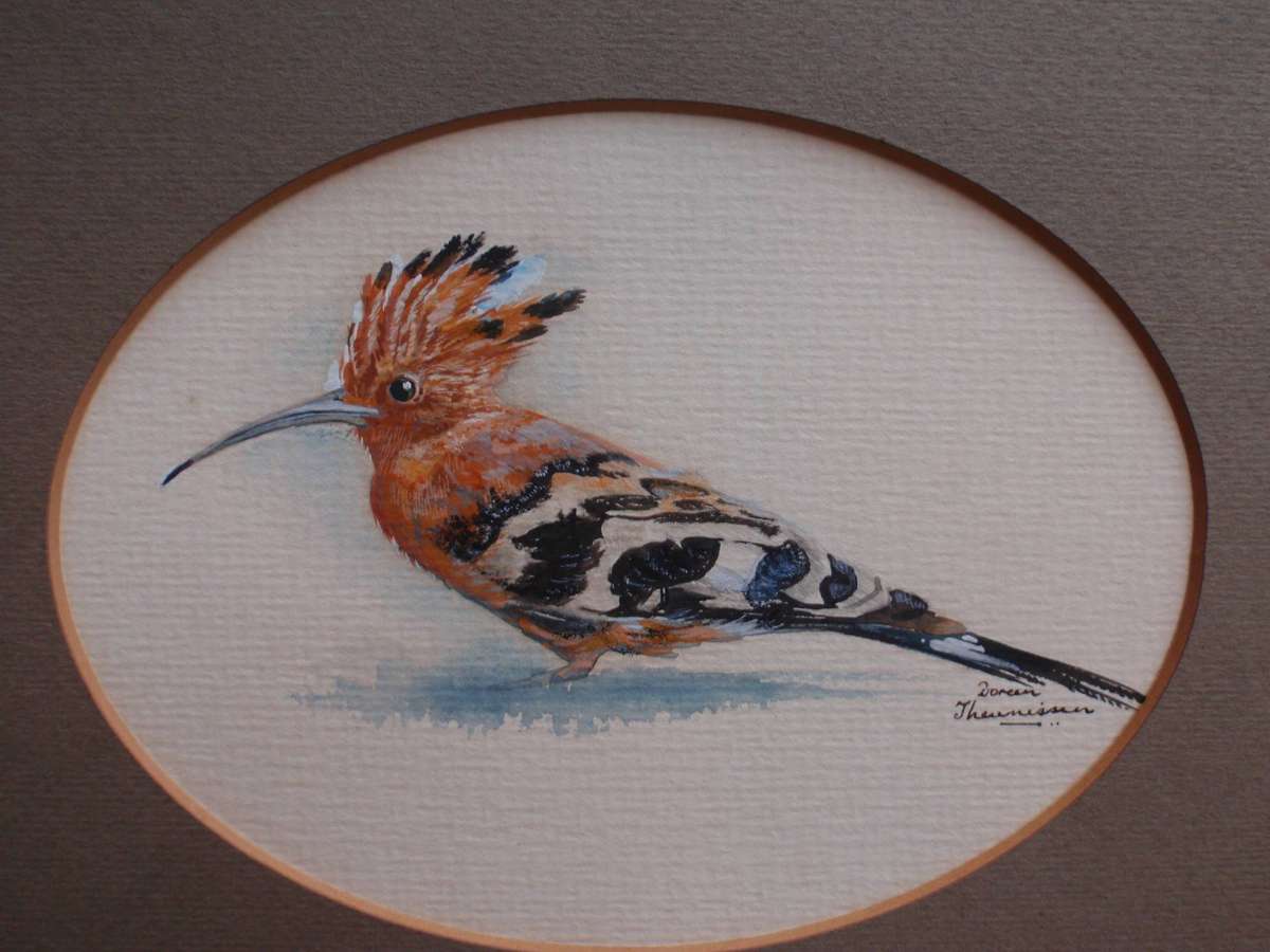 Original bird watercolour. Hoopoe - beautifully painted by Doreen Theunisson. Well framed.