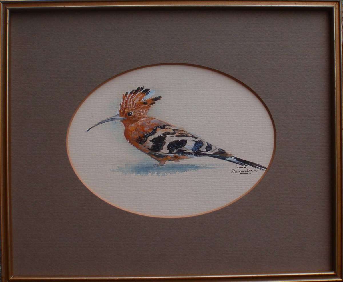Original bird watercolour. Hoopoe - beautifully painted by Doreen Theunisson. Well framed.