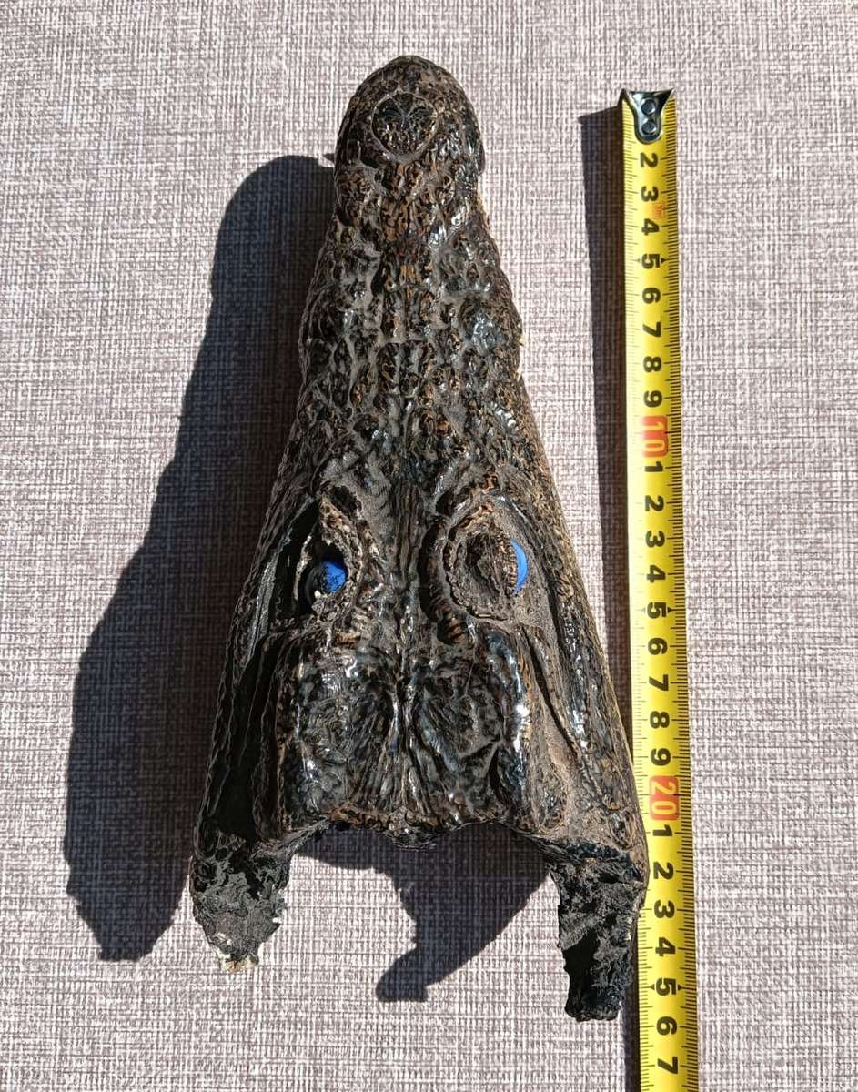 Small 23cm Long Crocodile Head with Razor Sharp Teeth and Blue Marble Eyes