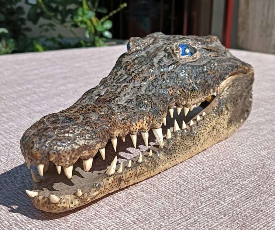 Small 23cm Long Crocodile Head with Razor Sharp Teeth and Blue Marble Eyes