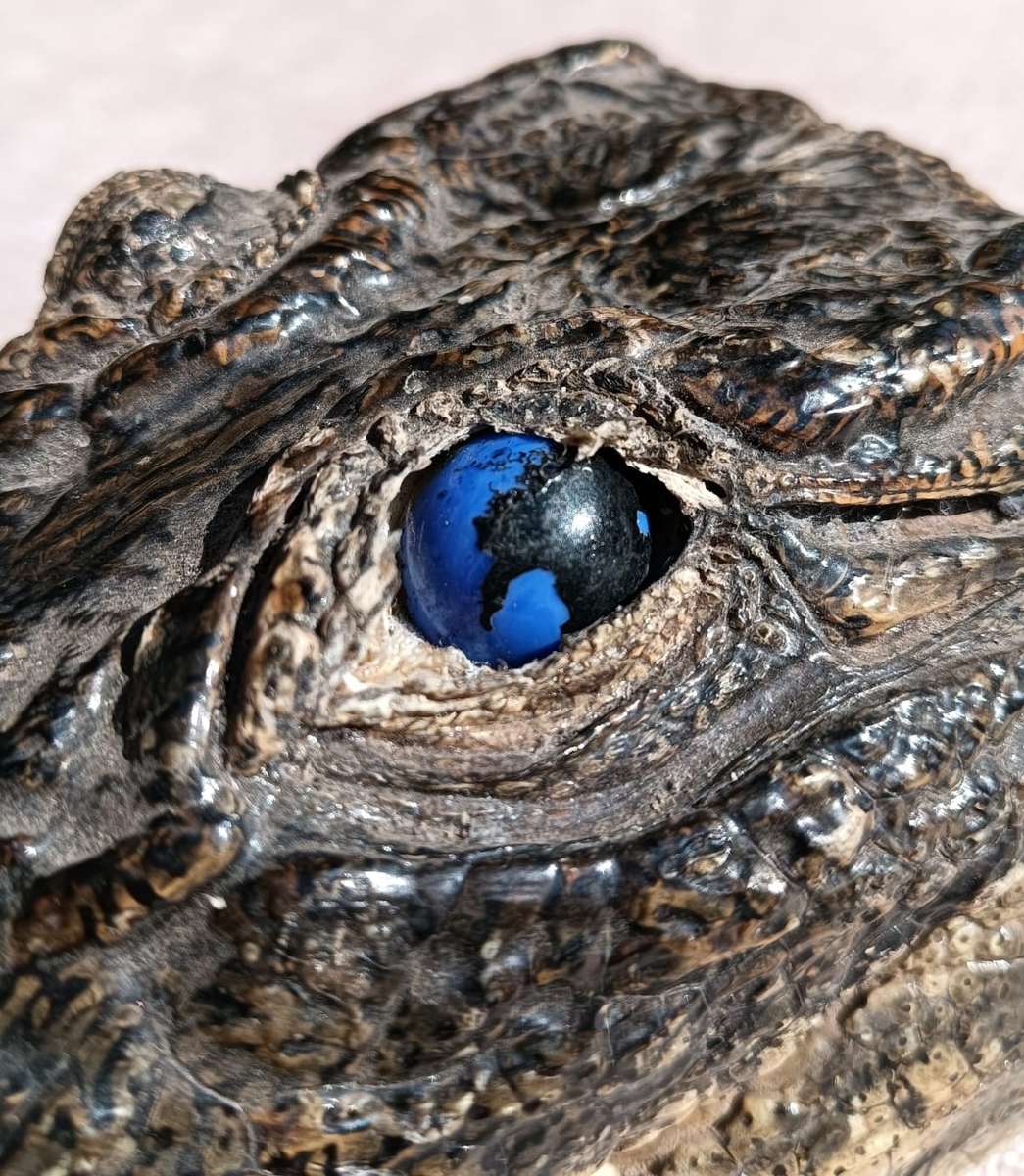 Small 23cm Long Crocodile Head with Razor Sharp Teeth and Blue Marble Eyes