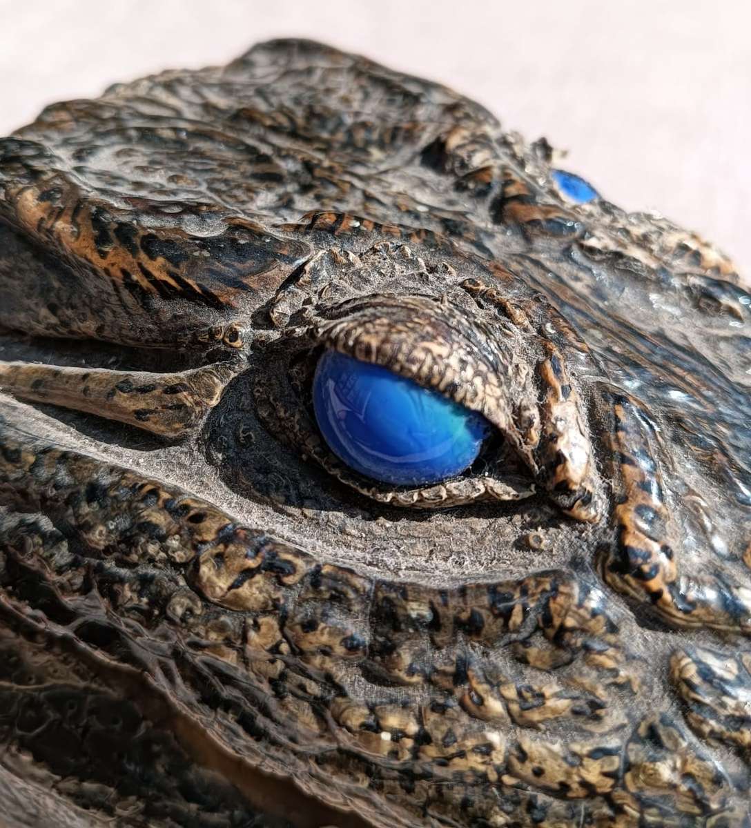Small 23cm Long Crocodile Head with Razor Sharp Teeth and Blue Marble Eyes