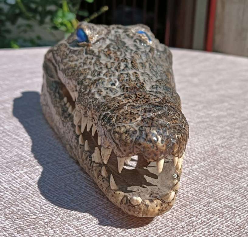 Small 23cm Long Crocodile Head with Razor Sharp Teeth and Blue Marble Eyes