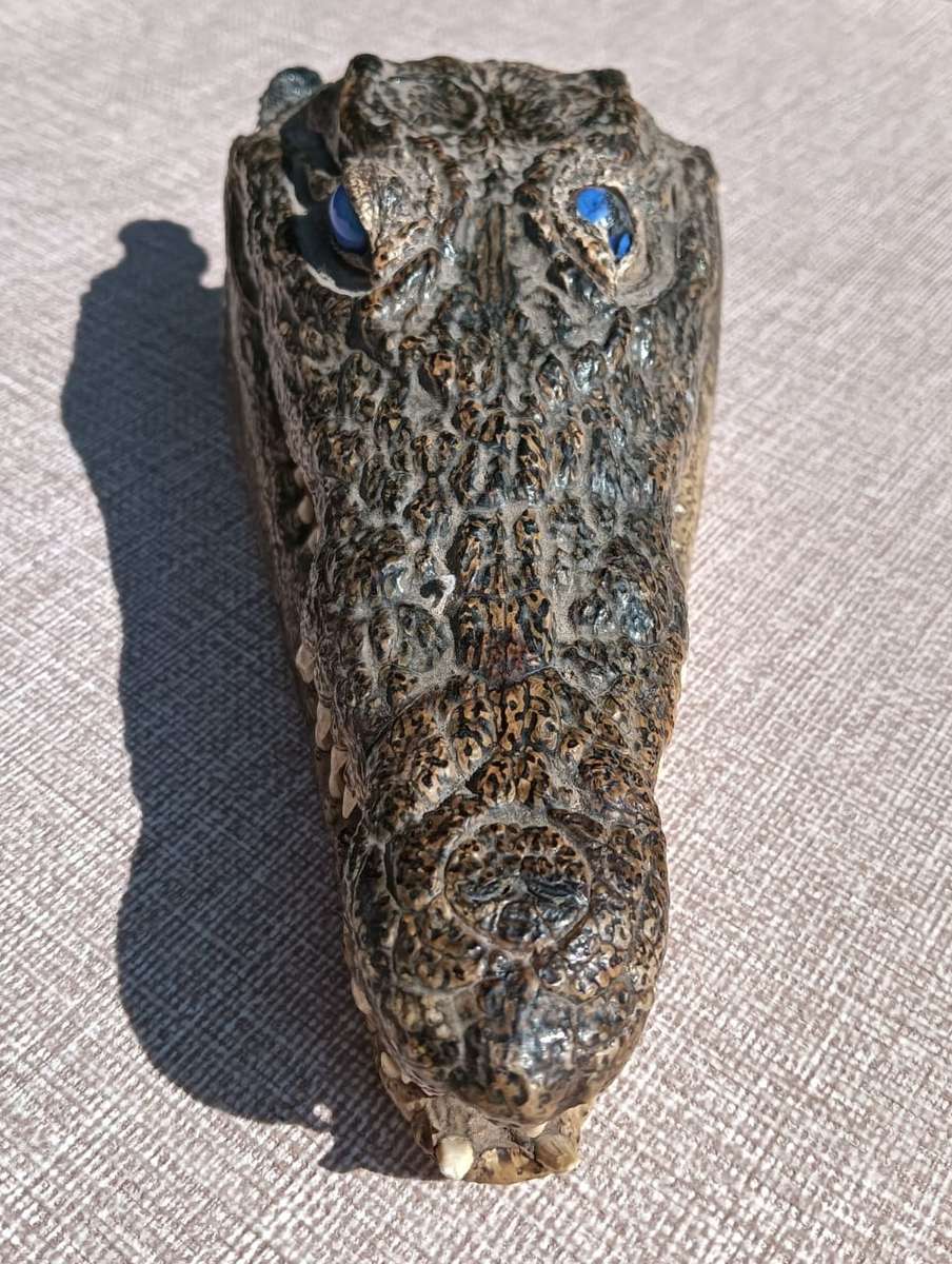 Small 23cm Long Crocodile Head with Razor Sharp Teeth and Blue Marble Eyes