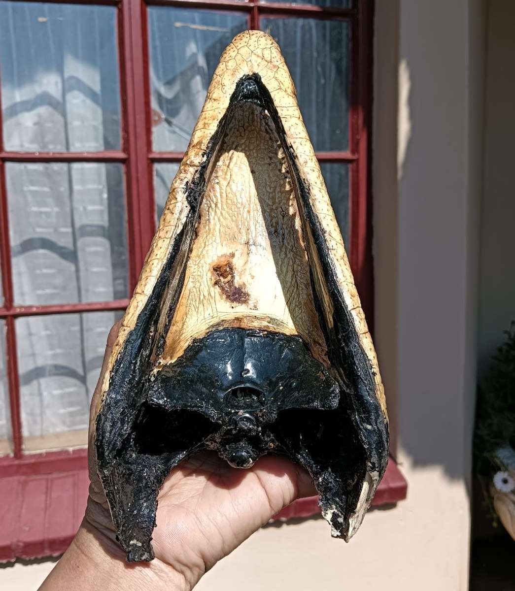 Small 23cm Long Crocodile Head with Razor Sharp Teeth and Blue Marble Eyes