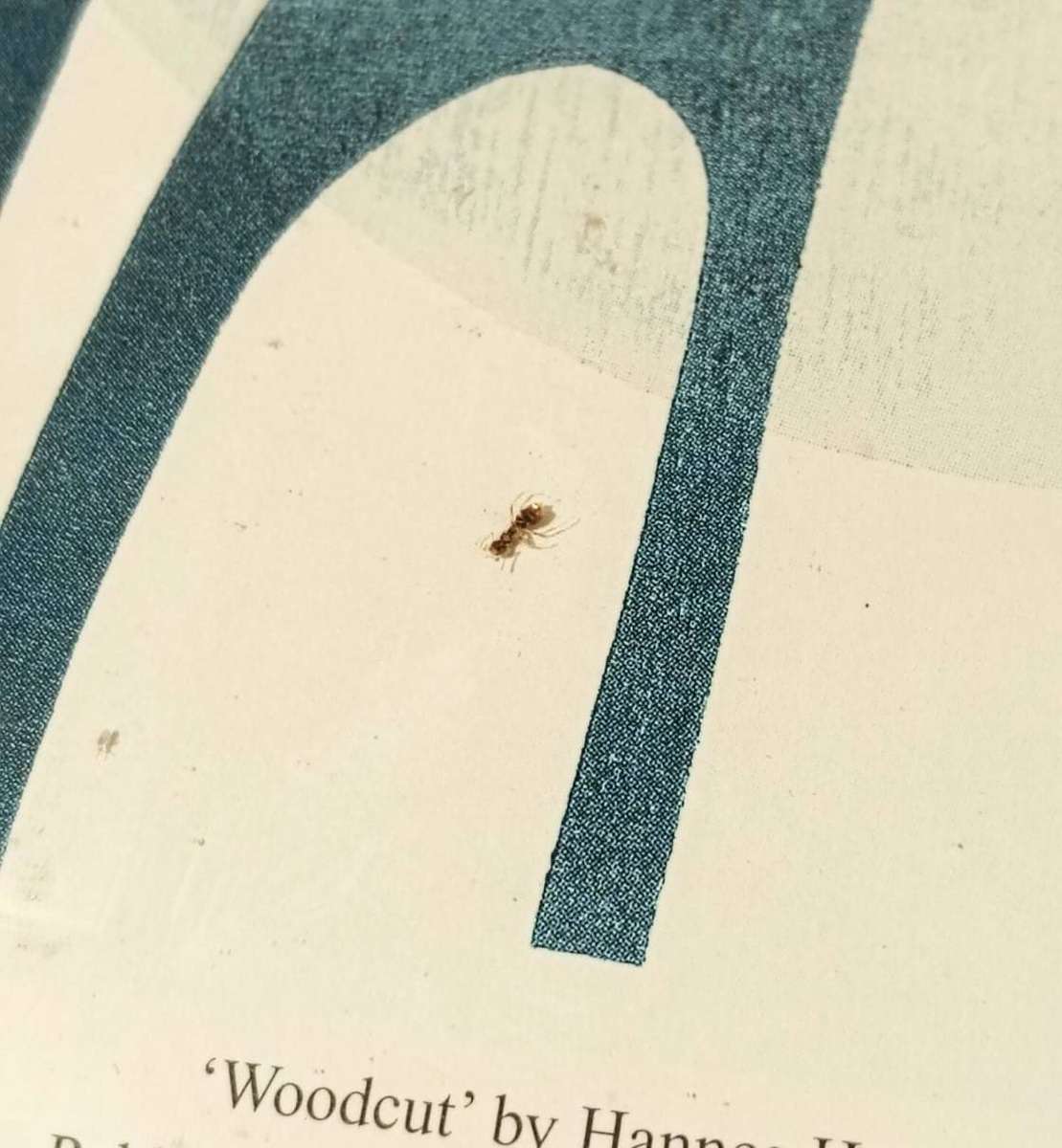 Hannes Harrs (1927-2006) Framed Colour Woodcut Print Abstract Giraffe Composition Signed Harrs 76