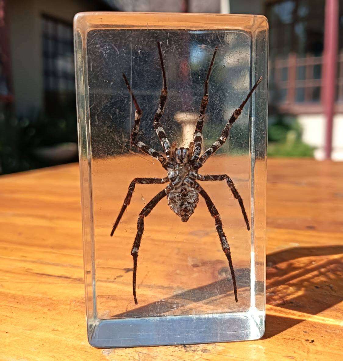 Large Huntsman Spider Preserved in a Resin Block
