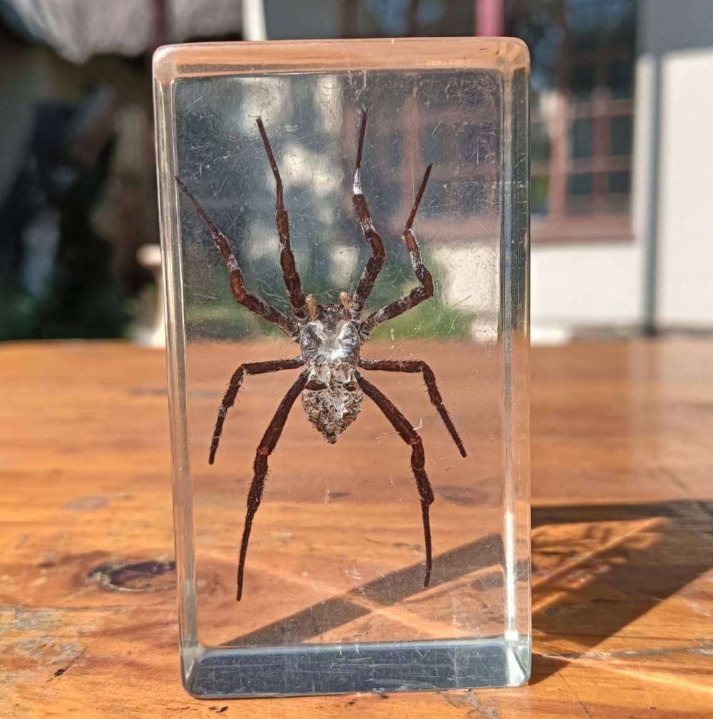 Large Huntsman Spider Preserved in a Resin Block