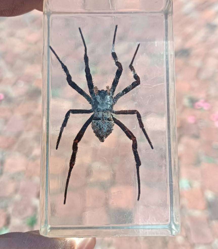 Large Huntsman Spider Preserved in a Resin Block