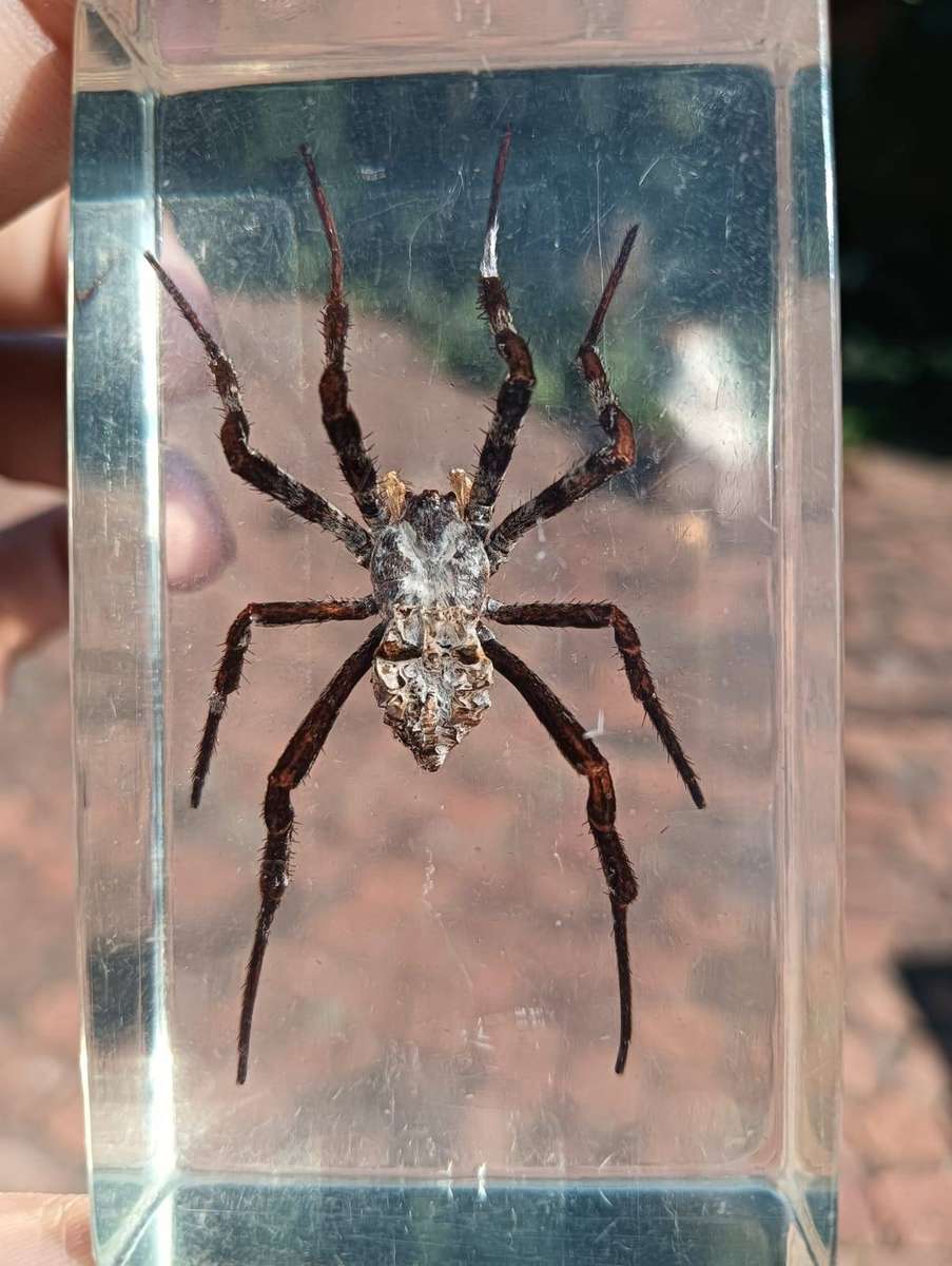 Large Huntsman Spider Preserved in a Resin Block