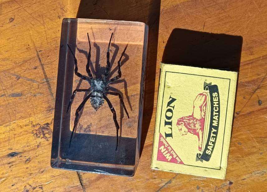 Large Huntsman Spider Preserved in a Resin Block
